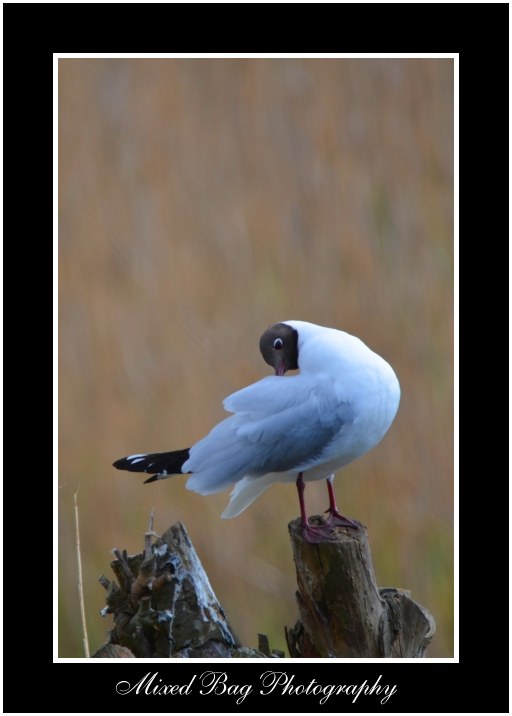 Black Headed Gull Potteric Carr