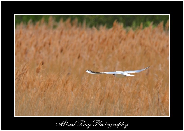 Black Headed Gull Potteric Carr