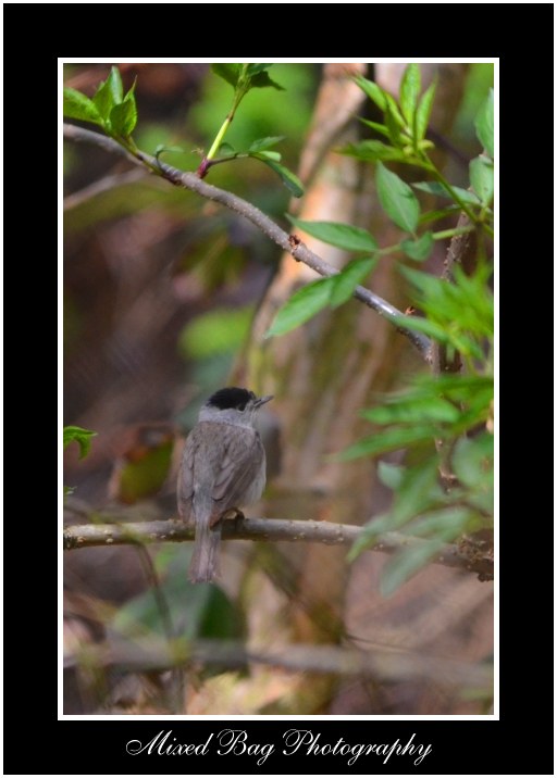 Blackcap Potteric Carr