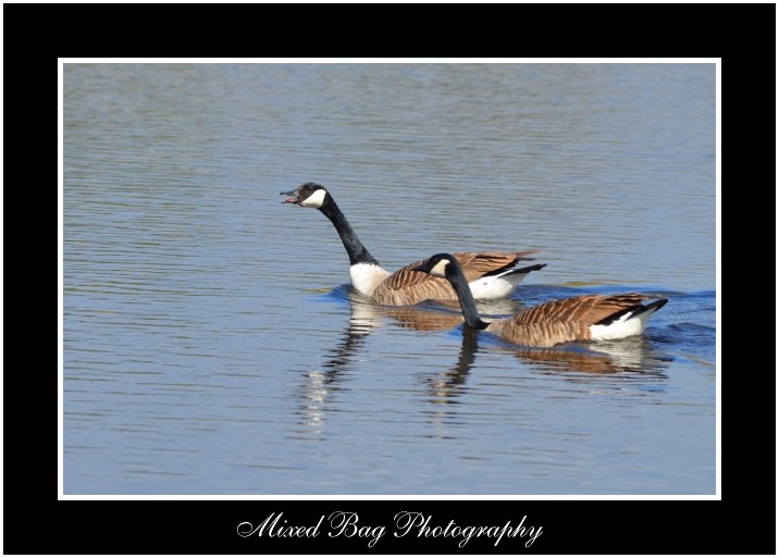 Canada Geese Potteric Carr