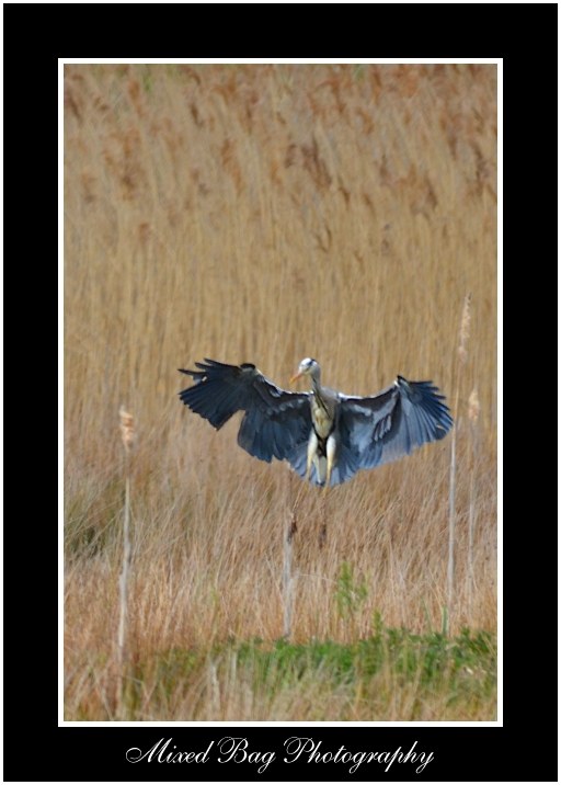 Heron landing Potteric Carr Heron landing Potteric Carr