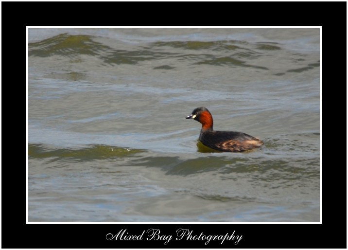 Little Grebe Potteric Carr