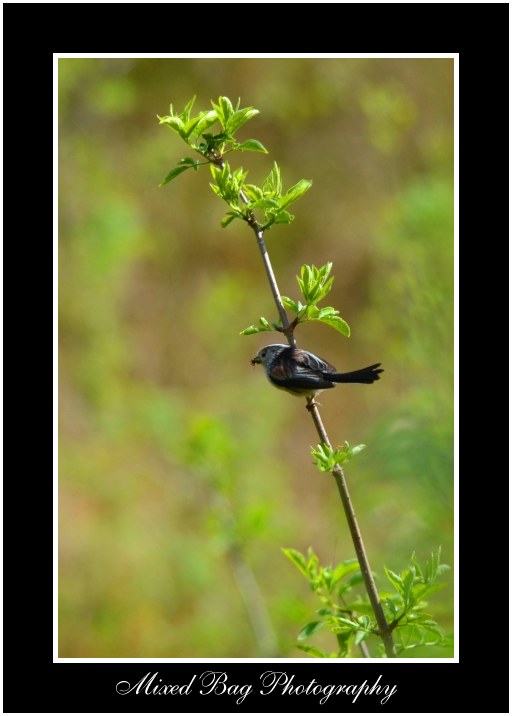 Long Tailed Tit Potteric Carr