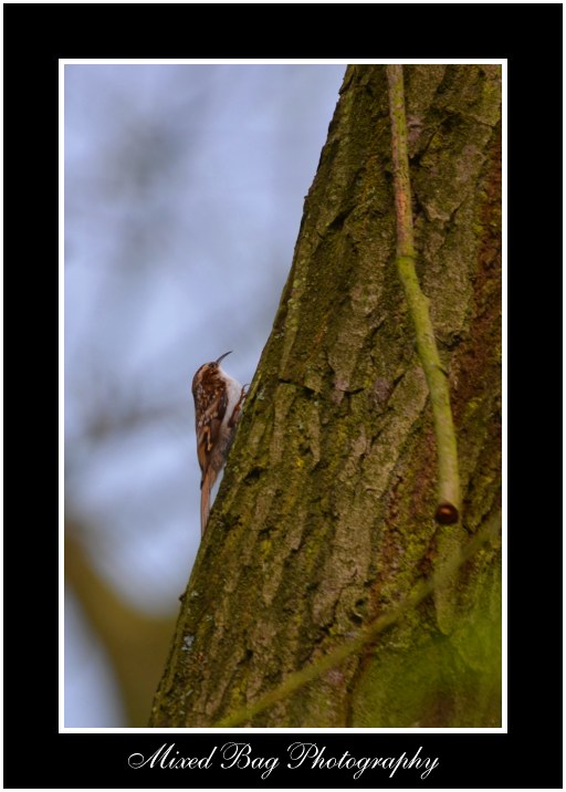 Tree Creeper Potteric Carr