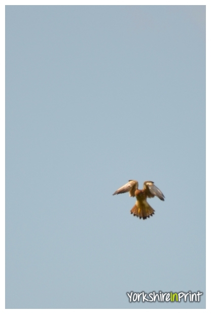Kestrel Kestrel