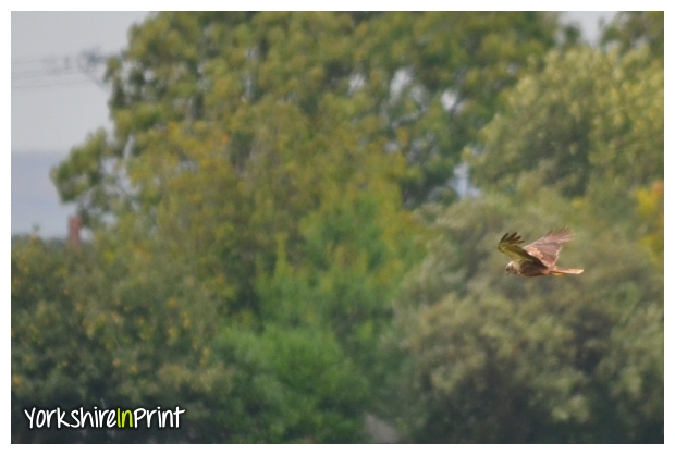 Marsh Harrier