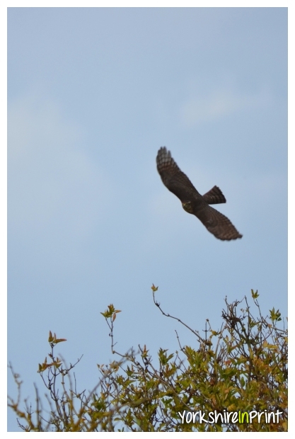 Sparrowhawk