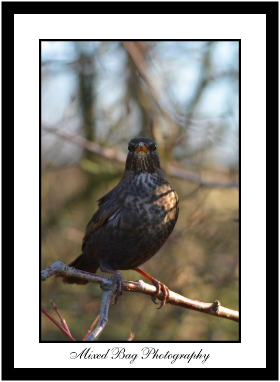 Blackbird Blackbird