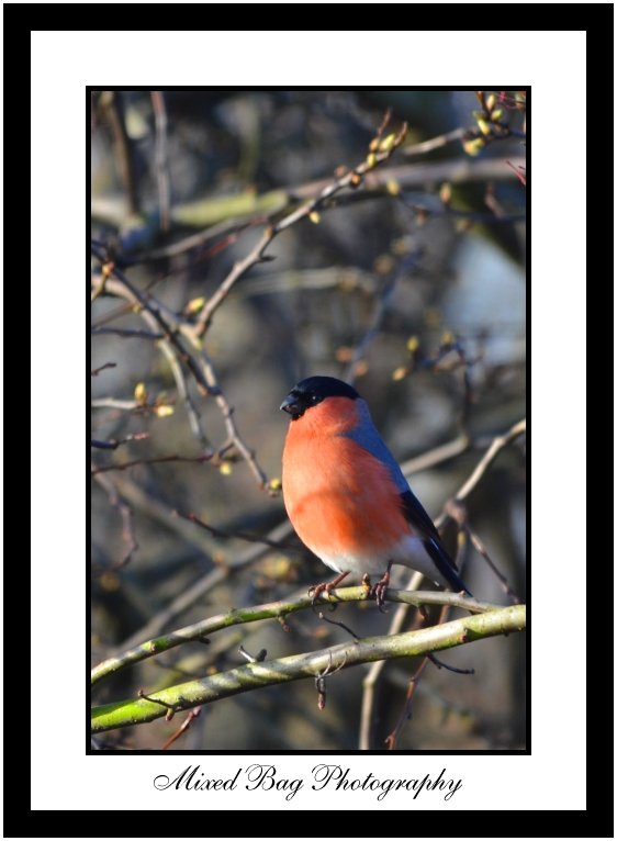 Bullfinch Bullfinch