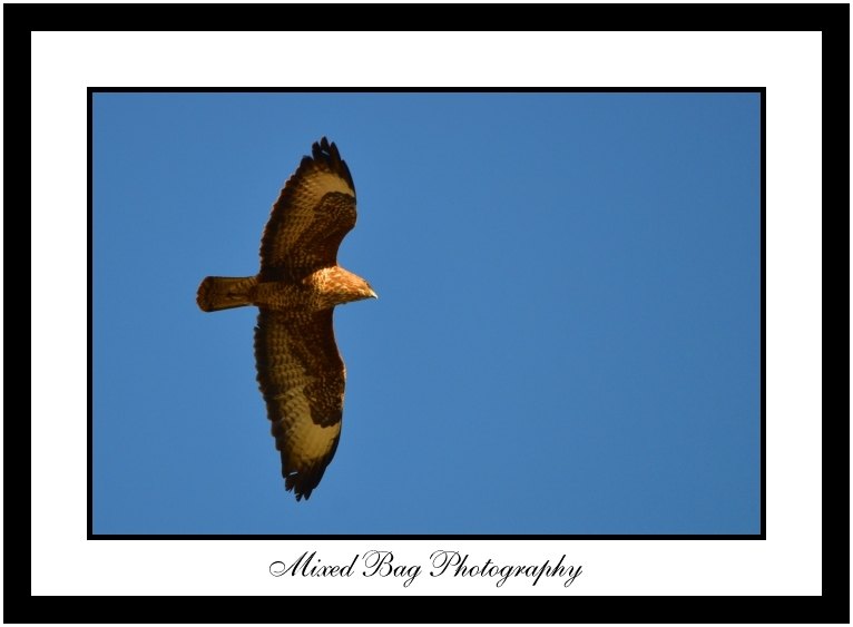 Buzzard Buzzard