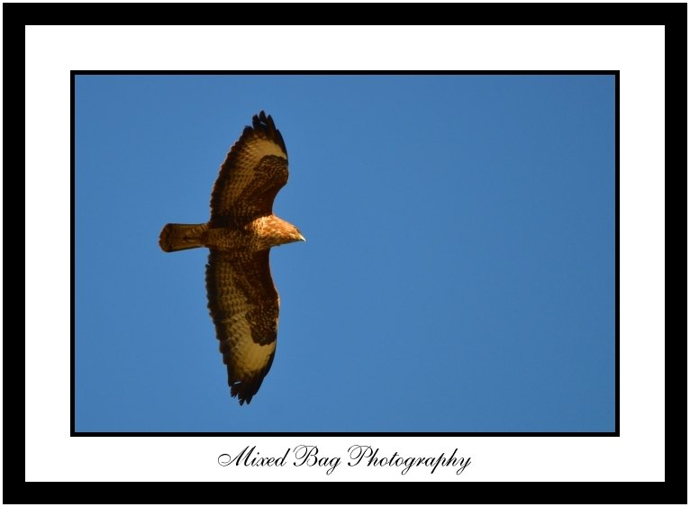 Buzzard