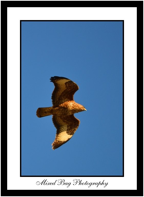 Buzzard Buzzard