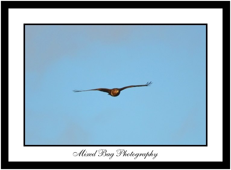 Buzzard Buzzard