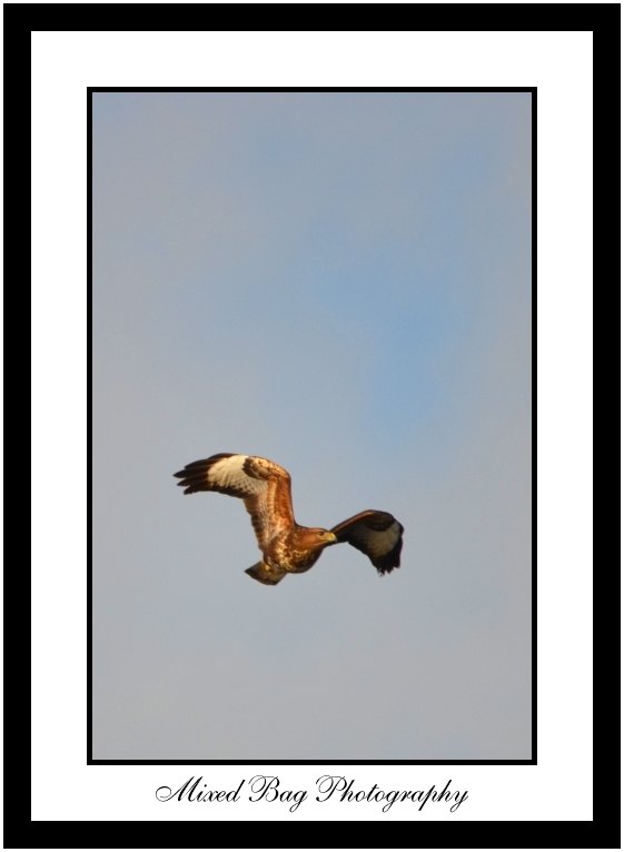 Buzzard Buzzard