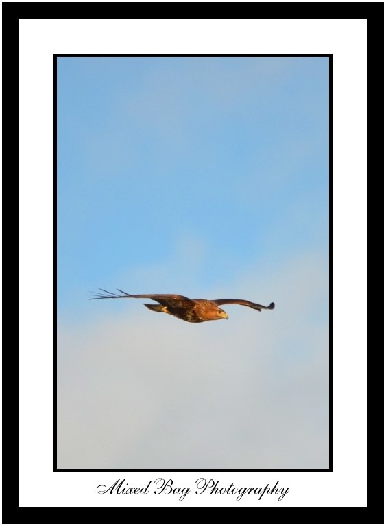 Buzzard Buzzard