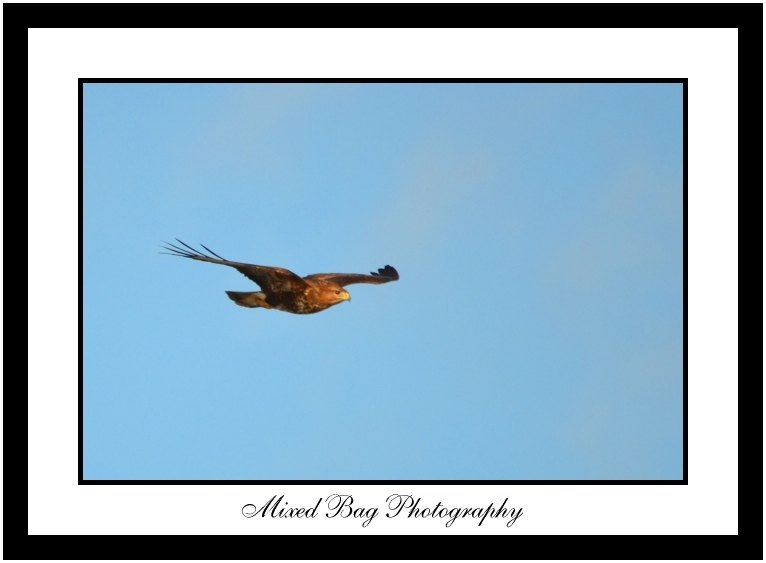 Buzzard Buzzard