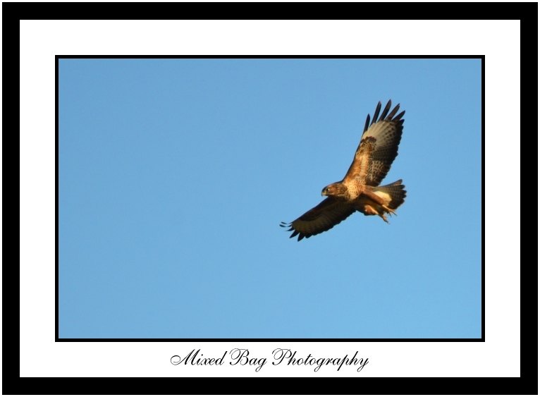 Buzzard