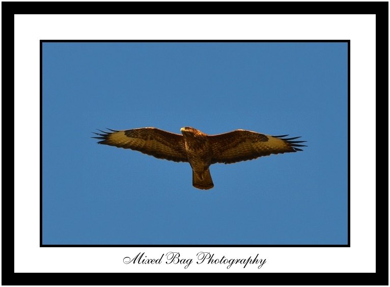 Buzzard Buzzard