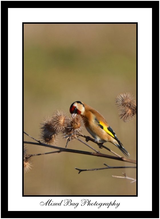 Chaffinch Chaffinch