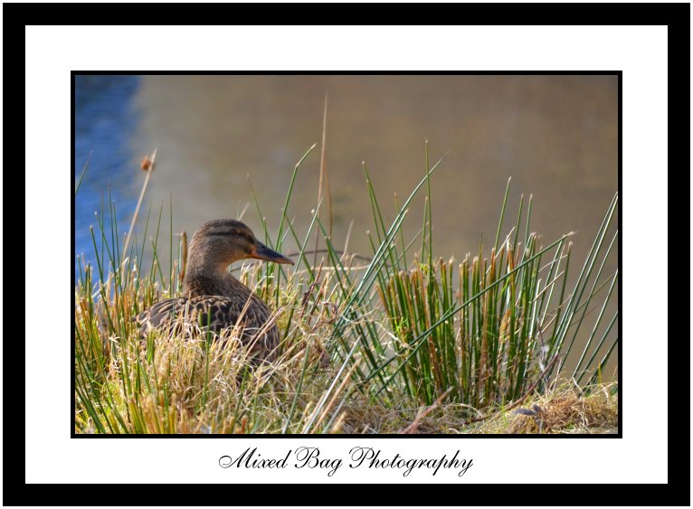 Female Mallard at Fairburn Ings