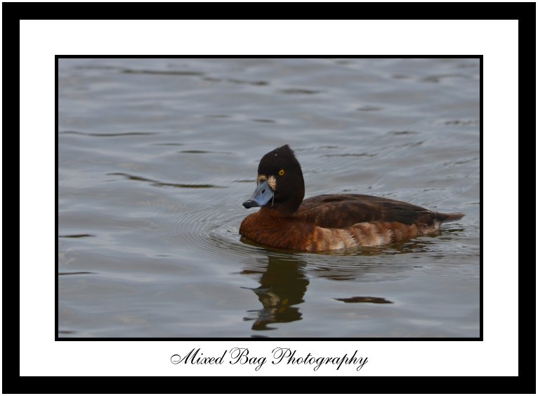 Female Tufted Duck at Fairburn Ings Female Tufted Duck at Fairburn Ings