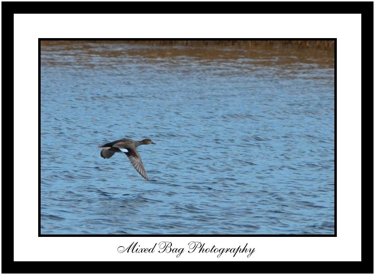 Gadwall Gadwall
