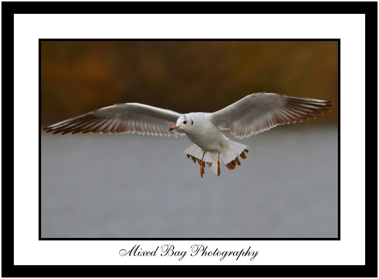 Gull at Fairburn Ings