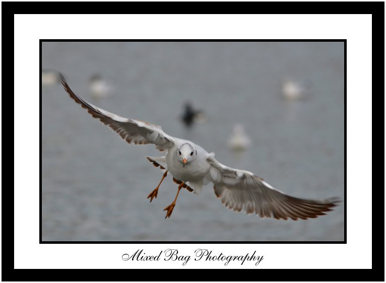 Gull at Fairburn Ings