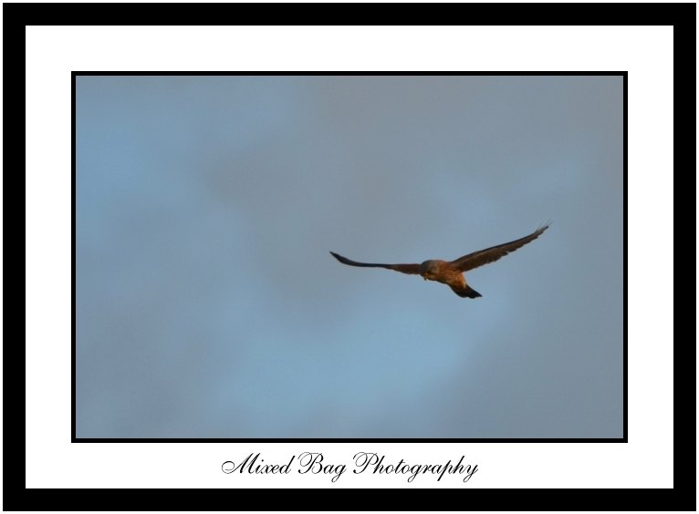 Kestrel Kestrel