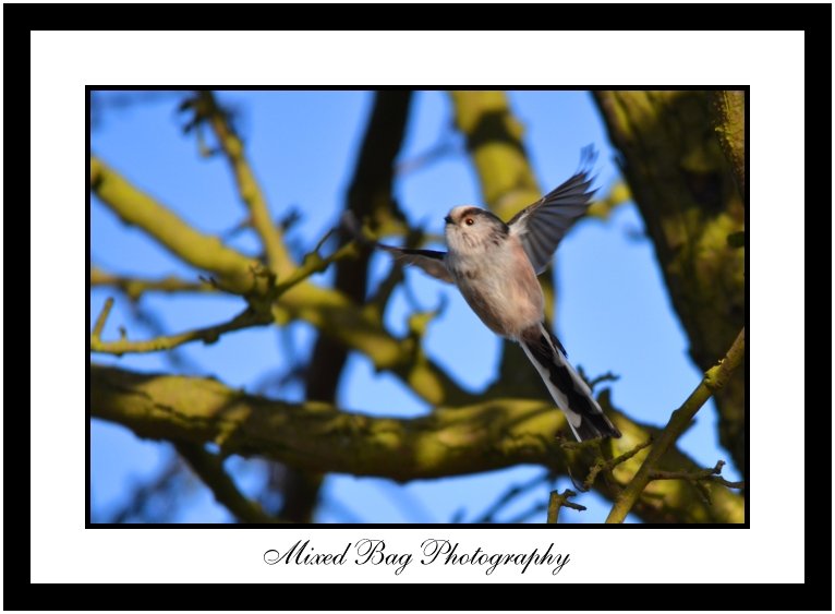 Long Tailed Tit