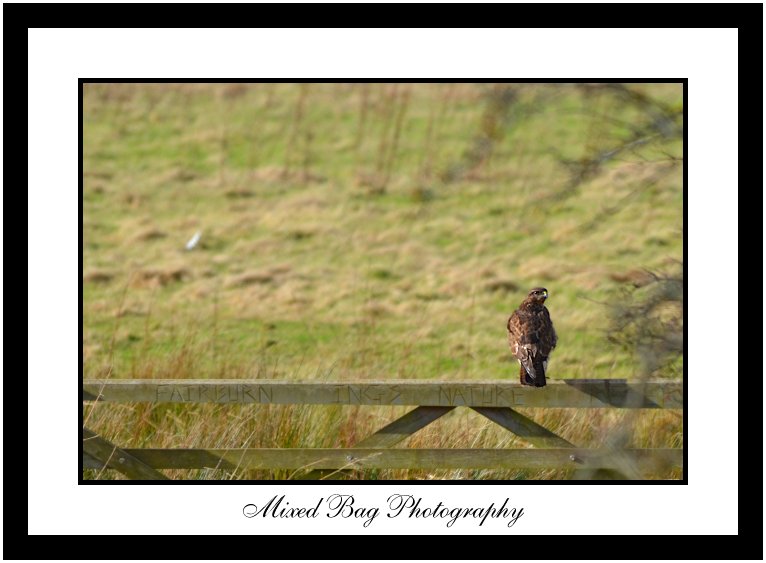 Buzzard at Fairburn Ings