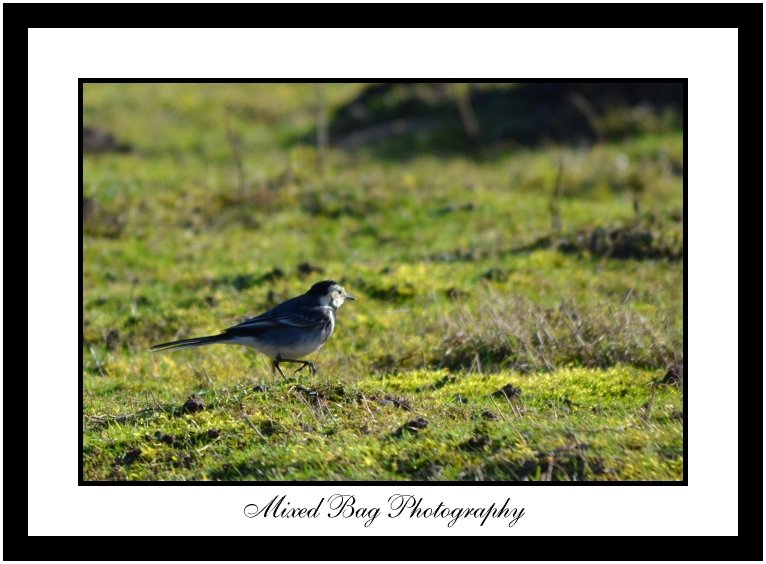 Pied Wagtail Pied Wagtail