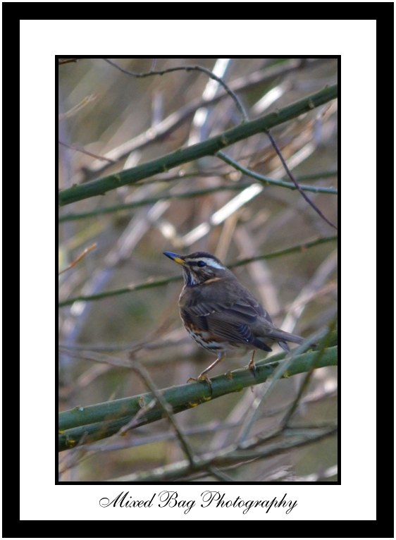 Redwing Redwing