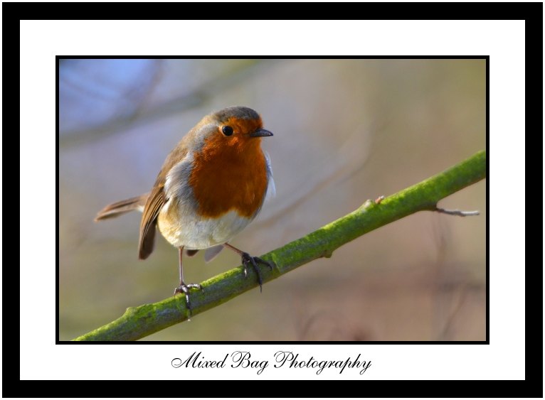 Robin Robin