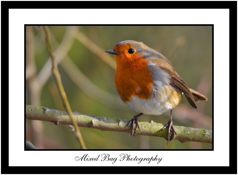 Robin Robin