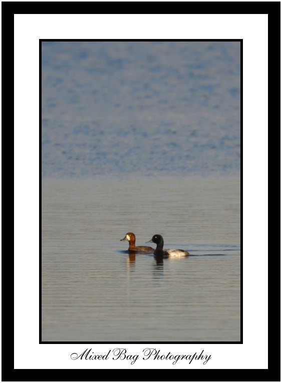 Scaup Scaup