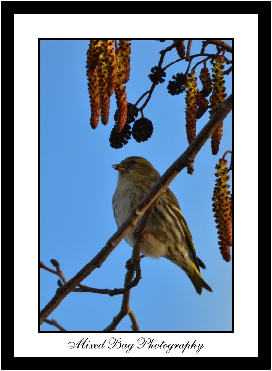 Siskin Siskin
