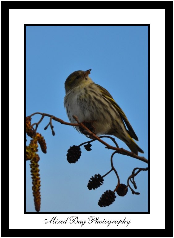 Siskin Siskin