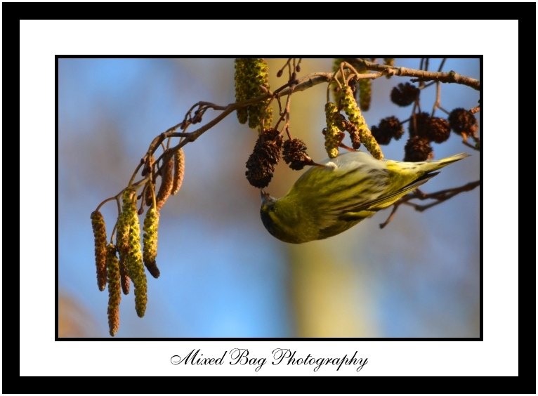 Siskin