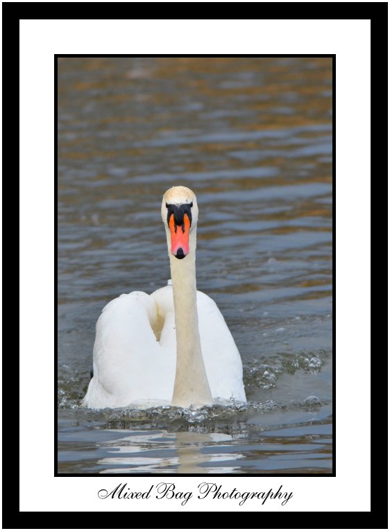 Berwick Swan at Fairburn Ings