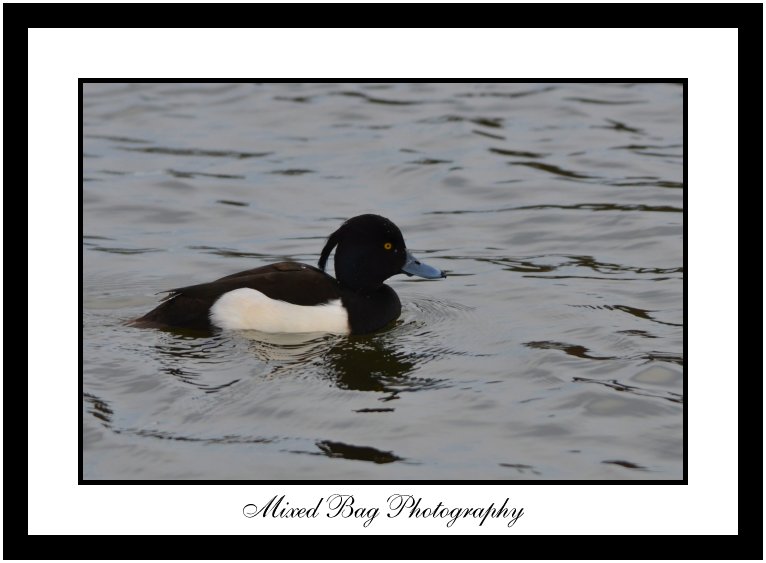 Tufted Duck at Fairburn Ings Tufted Duck at Fairburn Ings