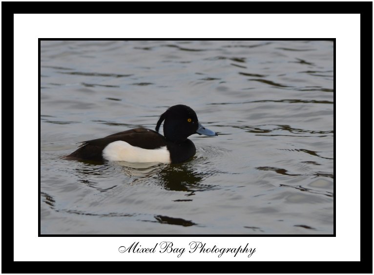 Tufted Duck at Fairburn Ings