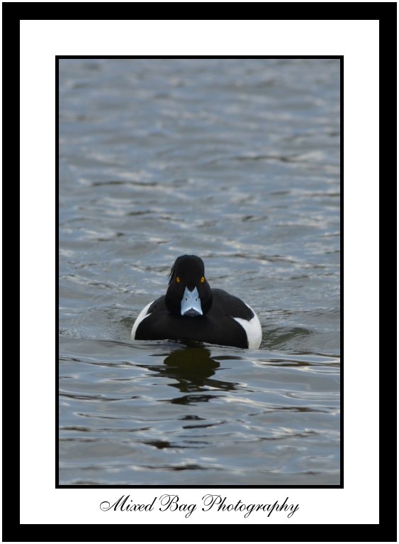 Tufted Duck at Fairburn Ings