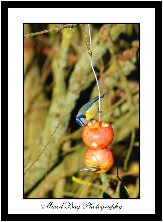 Blue Tit feeding on apples Blue Tit feeding on apples