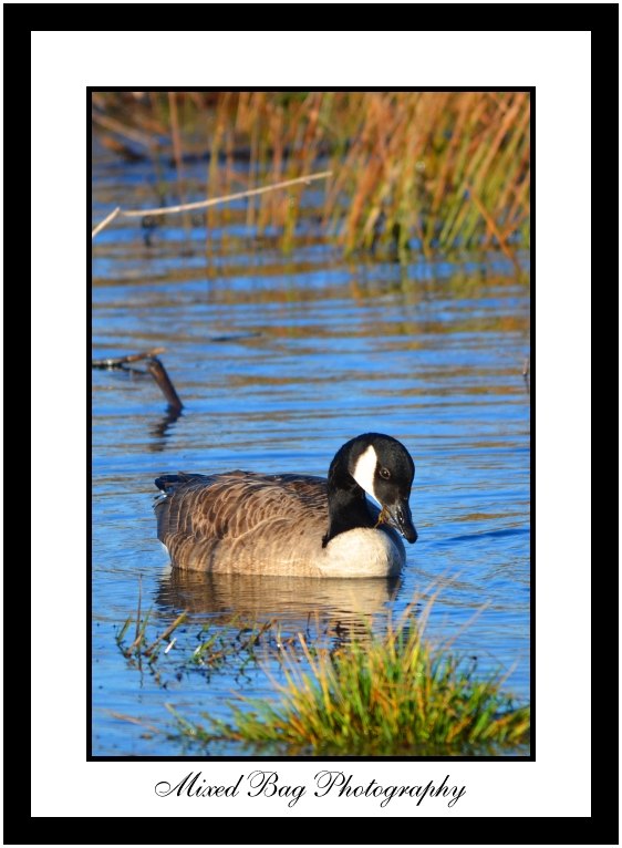 Canada Goose