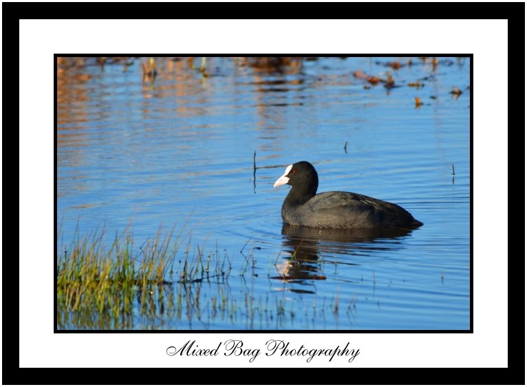 Coot Coot