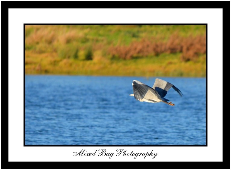Heron mid flight Heron mid flight