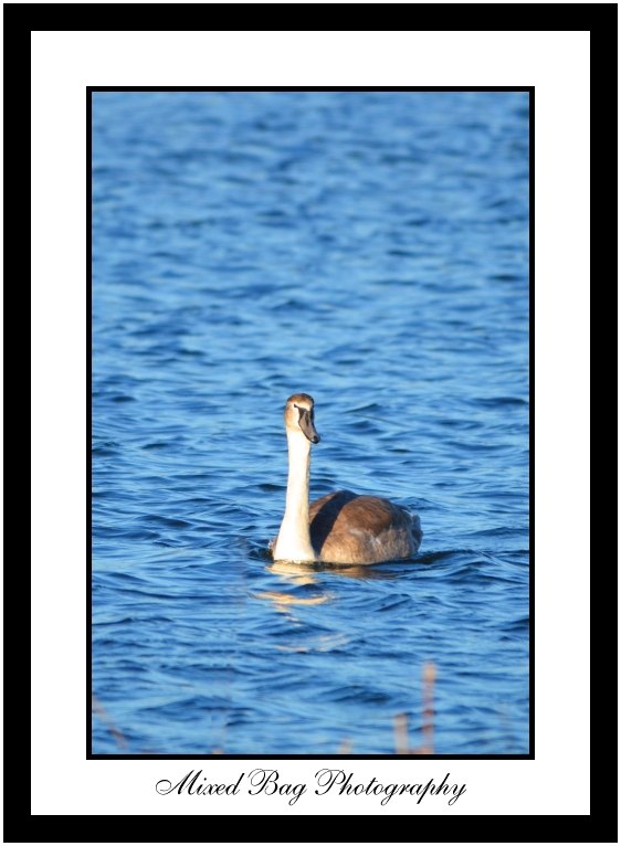 Juvenile Swan Juvenile Swan