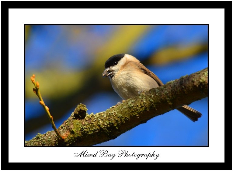 Marsh Tit Marsh Tit