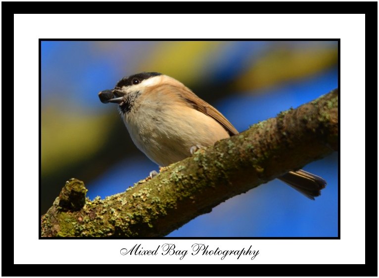 Marsh Tit